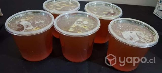 Miel de Tiaca de Ralún a domicilio