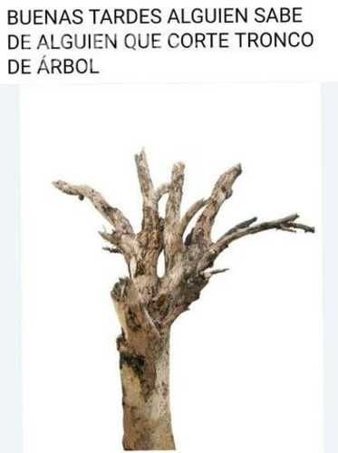 Arbol iquique