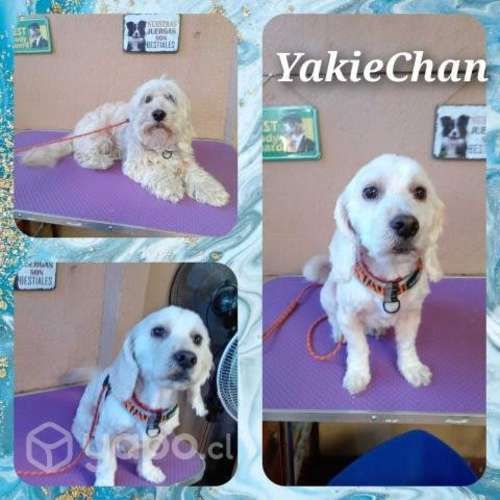 Peluquera canina a domicilio