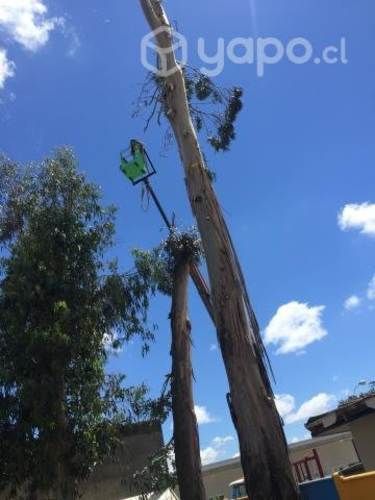 Tala de árboles de gran envergadura