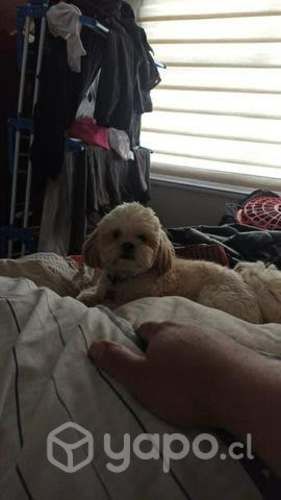 Willy busca novia!!!!!