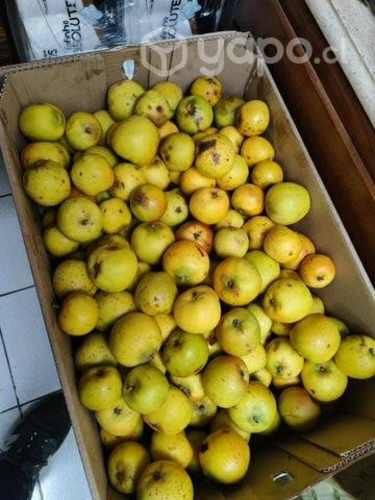 Haba papas regionales