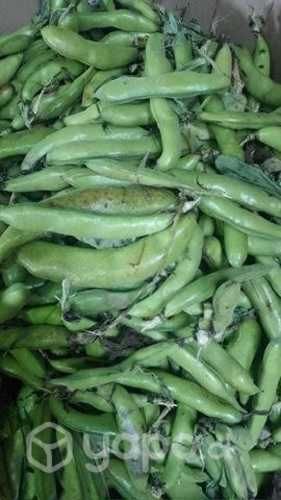 Haba papas regionales