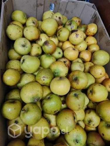 Haba papas regionales