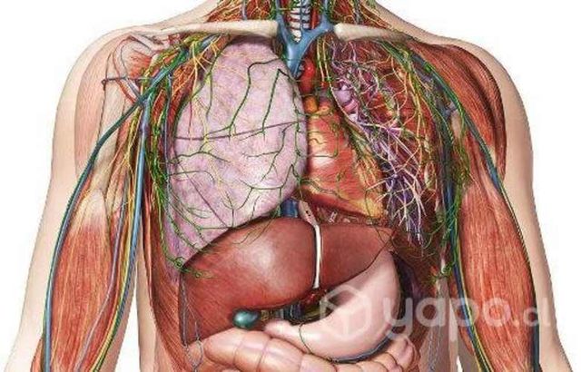 Clases de anatomía humana