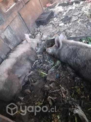 Dos Chanchos Una HEMBRA y Un Barraco