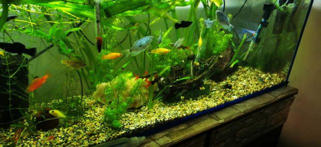 Acuarios Completos Instalados