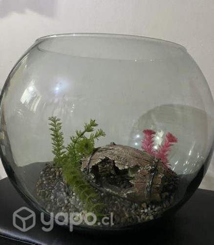 Acuario muy decorativo