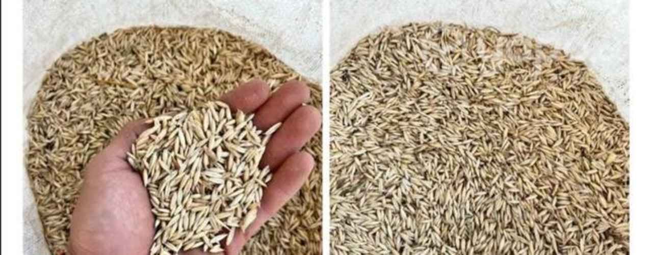 Avena a $300 el kilo