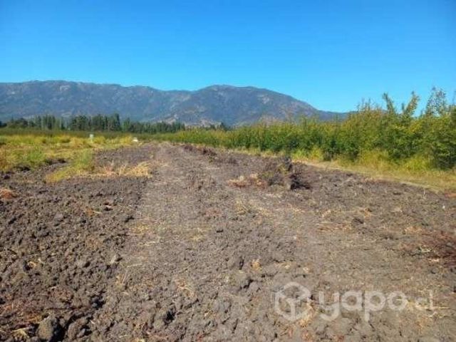 Leña troncos de duraznos