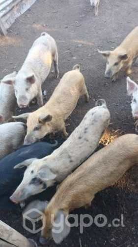 Cerditos en puyehue por cambio de rubro