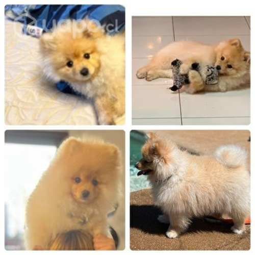 Busca novia POMERANIA macho tipo CARITA DE OSO