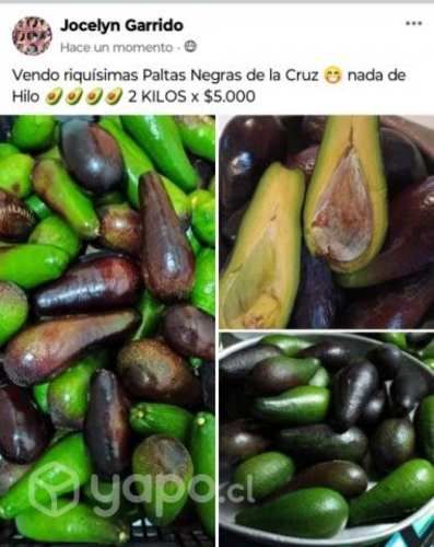 Palta negra de la cruz