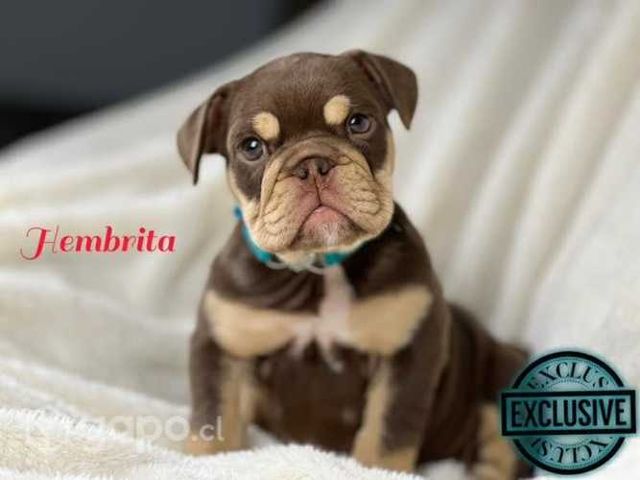 Bulldog inglés & Francés Disponible