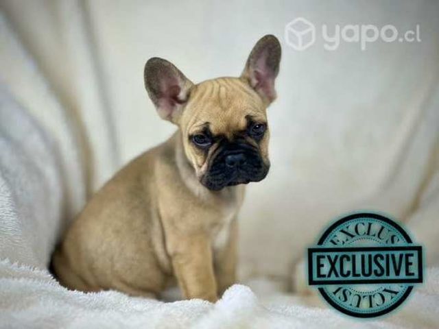 Bulldog inglés & Francés Disponible