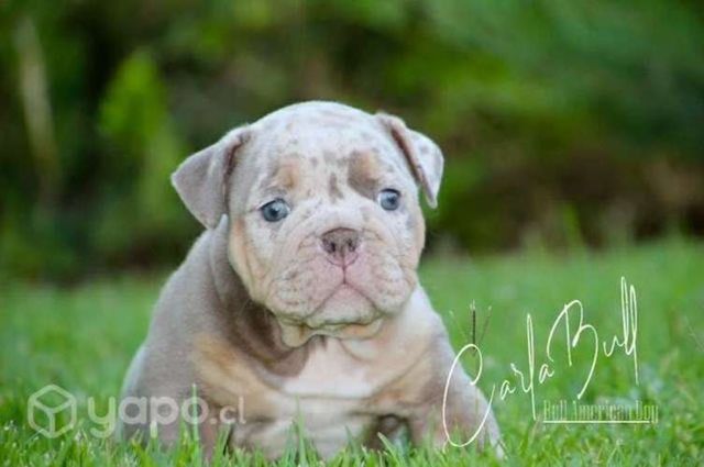 Bulldog inglés & Francés Disponible