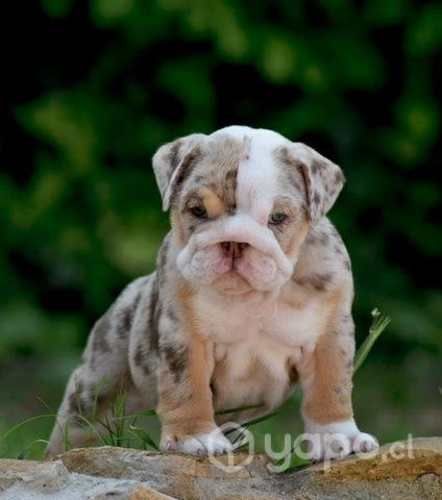 Bulldog inglés & Francés Disponible