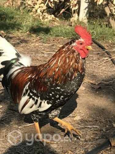 Gallos y gallinas de la pasión (enanos)