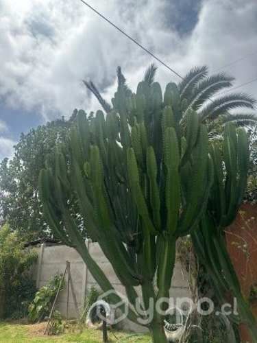 Cactus Candelabro (Cactus mexicano)