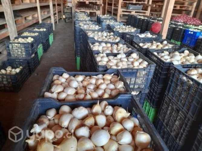 Ajo chilote al por mayor