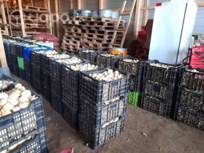 Ajo chilote al por mayor