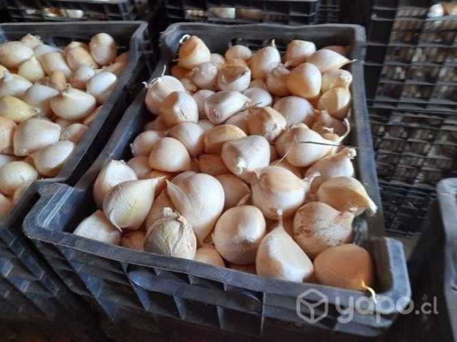 Ajo chilote al por mayor