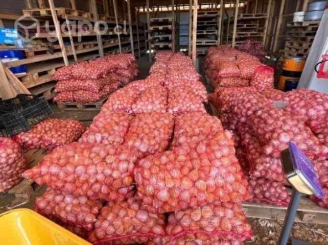 Ajo chilote al por mayor