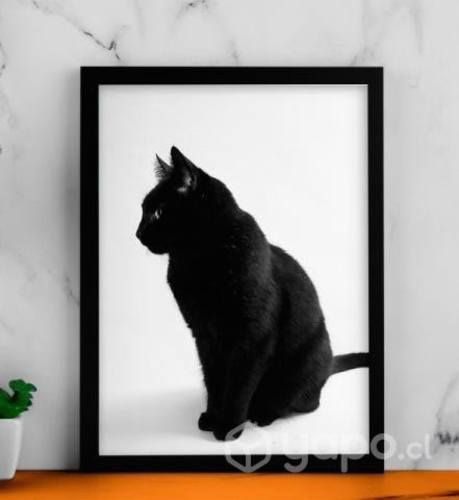 Cuadros decorativos gatito blanco y negro