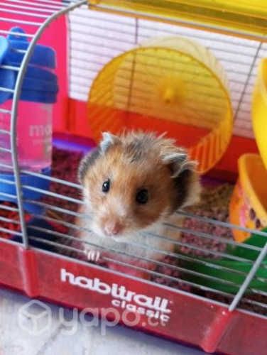 Jaula para hamster