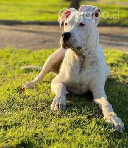 Adiestramiento y etologia canina