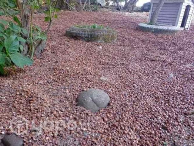 Cascara nueces mulch biomasa combustible