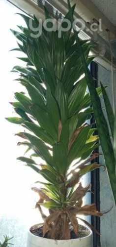 Planta Hojas de piña