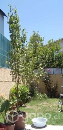 Ciruelo, 2,5 metros semilla de exportacion