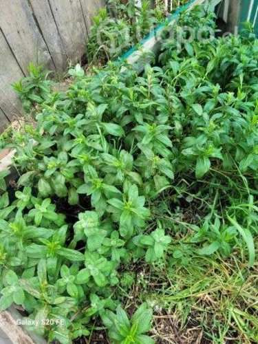Yerba buena y menta