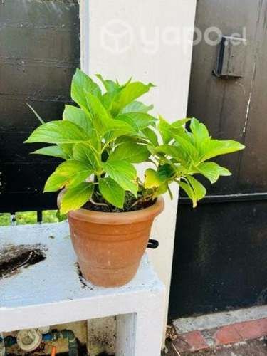 Plantas hermosas y muy firmes el precio es individ