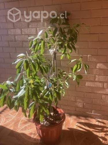 Palto hass injertado en maceta