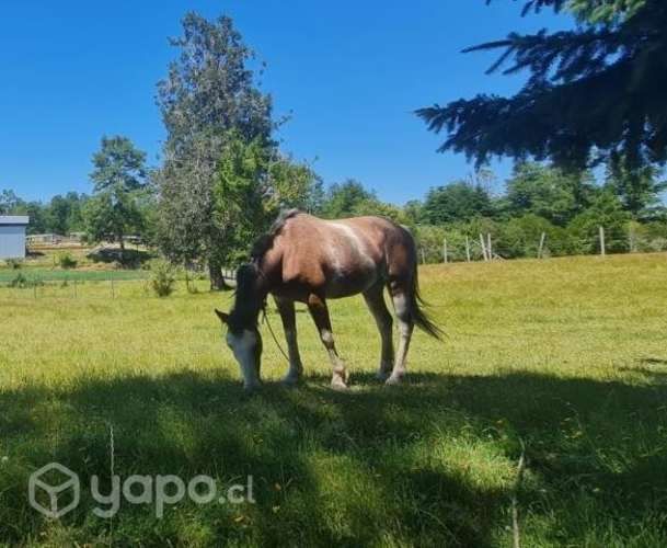 Se vende Caballo manso
