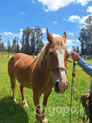Caballo carretonero y arado