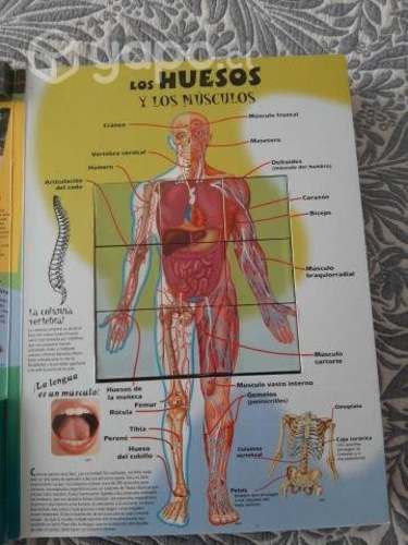 El cuerpo humano interactivo