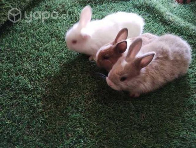 Lindos conejitos