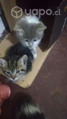 Se regalan gatitos que encontramos