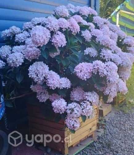 Ortencia XXL más Macetero Rústico grande