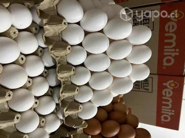 Huevos yemita precios para mayoristas