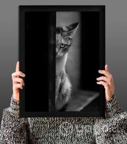 Cuadros decorativos gatitos