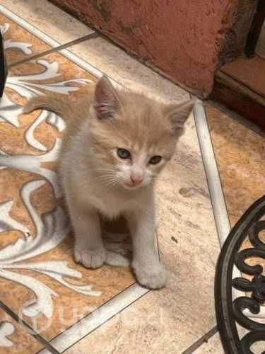 Gatitos, 2 machitos en adopción.