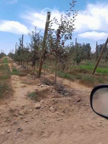 Control de Plagas urbanas.