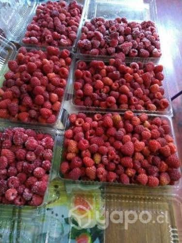 Bandejas de frambuesas a tres mil