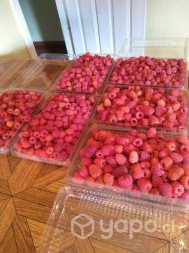 Frambuesas por bandejas recién cosechadas hoy