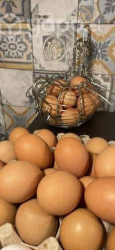 Huevos de importacion