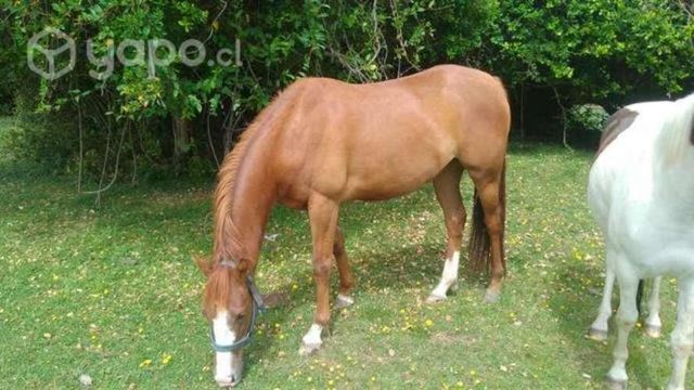 Potranca chucara cuarto milla